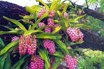01757_orchid-pahchangkra